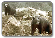 Black Bears found around the Rogue River