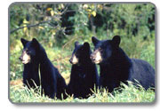 Black Bears on the Rogue River