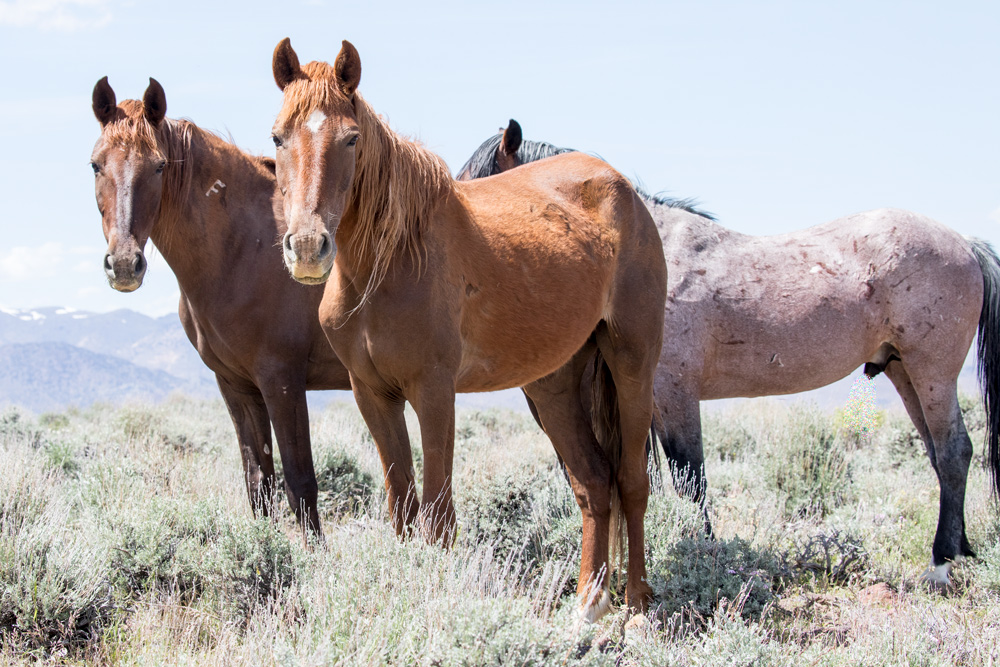 Horses standing on the range.
