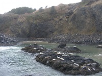 Harbor seals hauled out at Quarry Cove