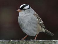White Crown Sparrow