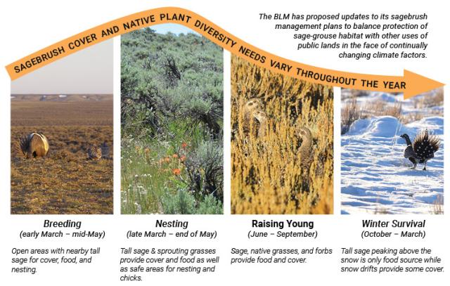 a graphic showing the varying vegetation cover that sage-grouse require at different times of the year