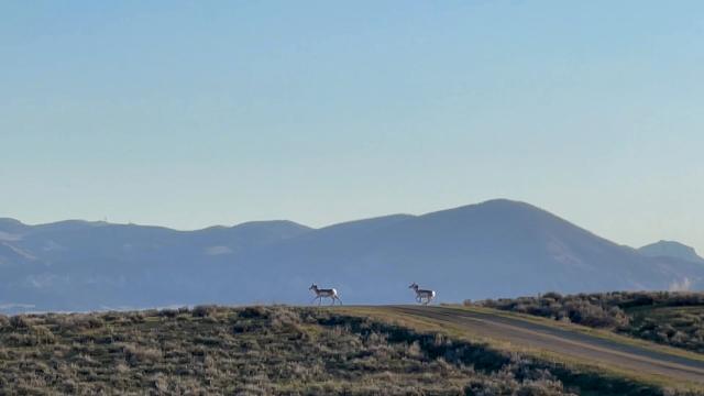 Photo. Two pronghorn antelope run across a dirt road through a sagebrush prairie landscape. Mountains in the distance. Clear, blue skies.