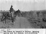 1906 Langell Cattle Dive