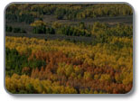 Aspen forest