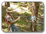 BLM timber cruiser marking tree.