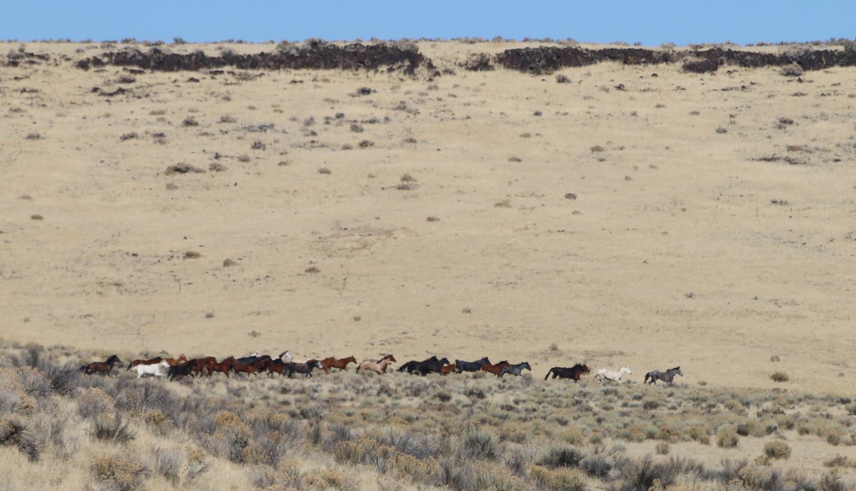 Horses running on public lands. 