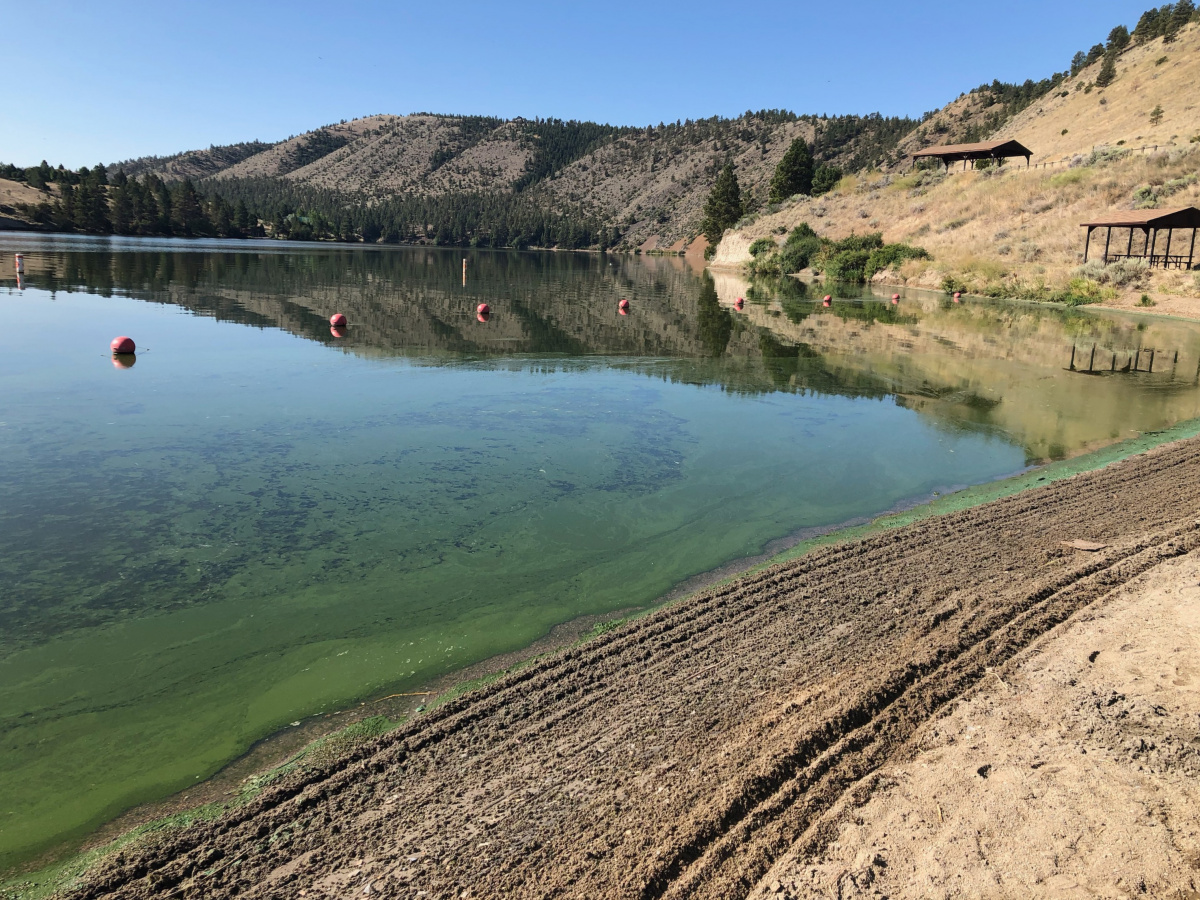 Algae at Hauser Lake