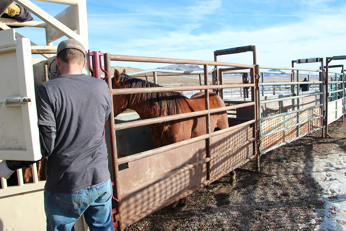 A wild horse in a chute. 