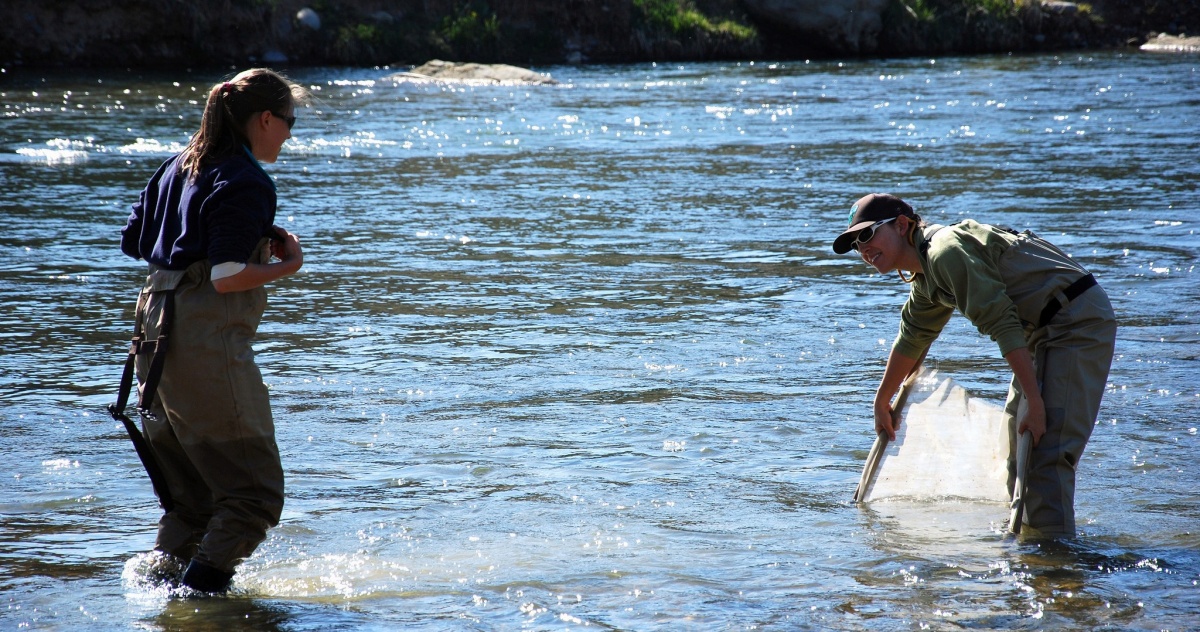 Two BLM employees conducts fisheries biology research in a stream. BLM New Mexico photo from employee contest.