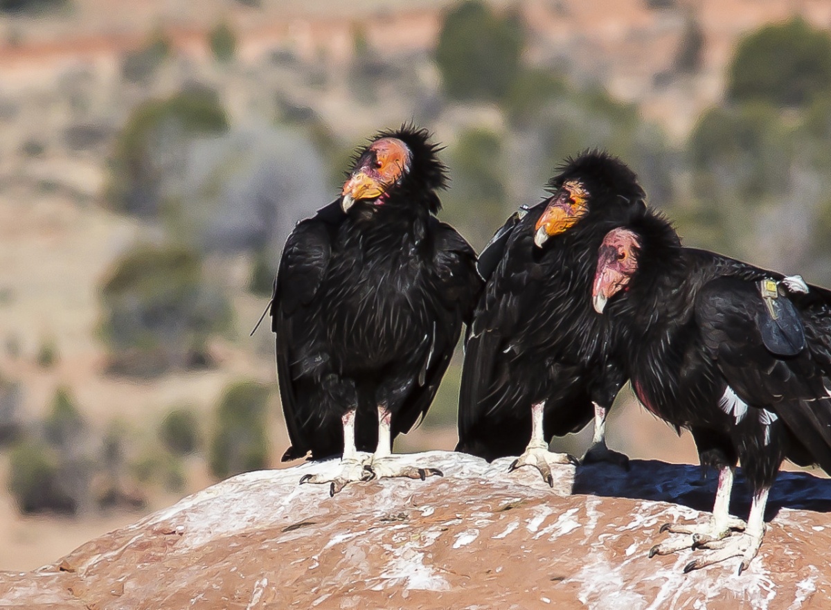 A group of California Condors gather in the Vermilion Cliffs National Monument. Photo by Bob Wick, BLM.