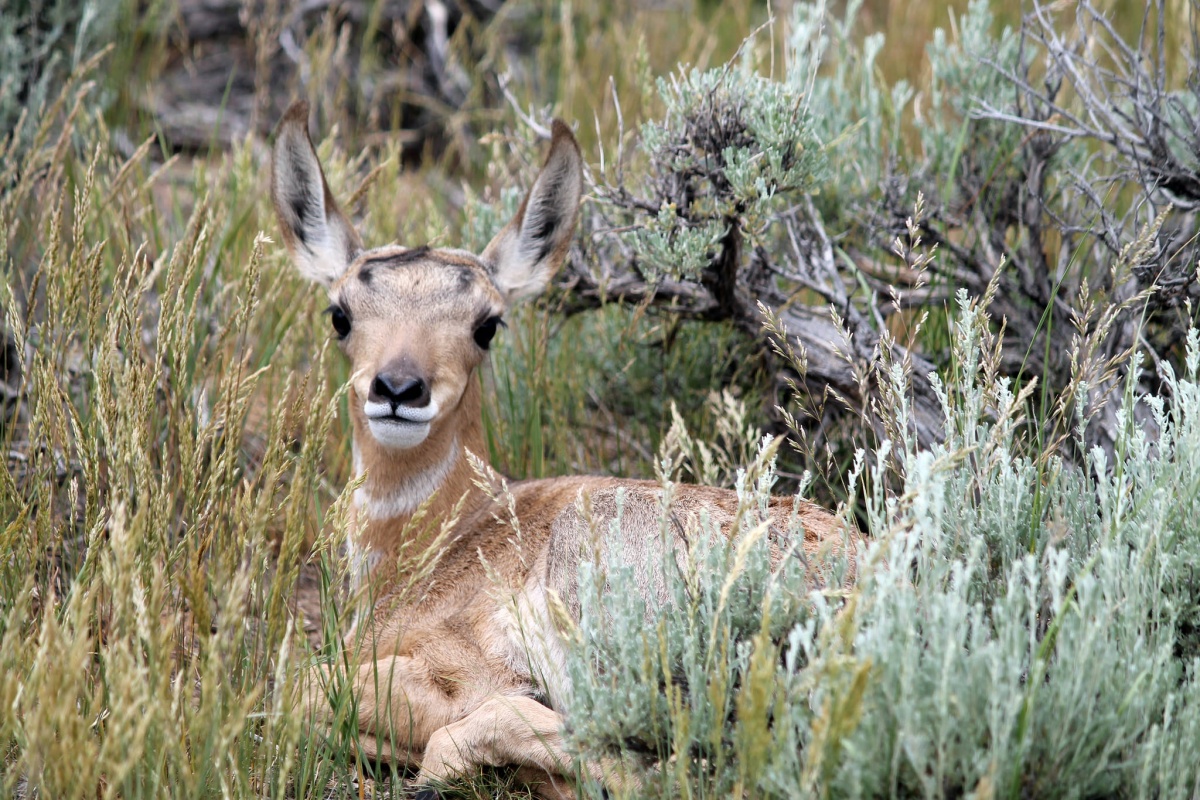 Close up of a pronghorn fawn. Photo by Mark Thornhoff.