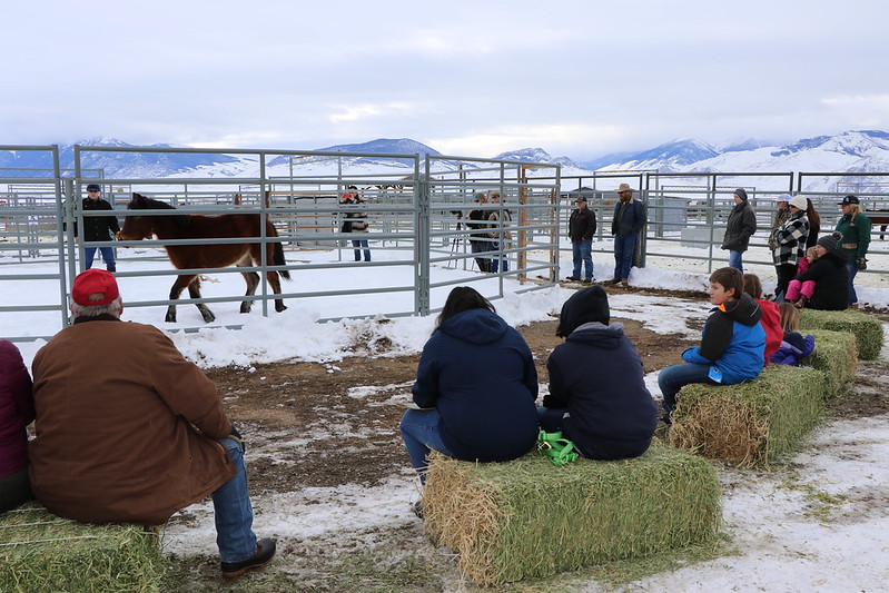 Attendees at the Challis wild horse adoption watch a gentling demonstration by Trainer Mario Johnson of Georgetown, Idaho