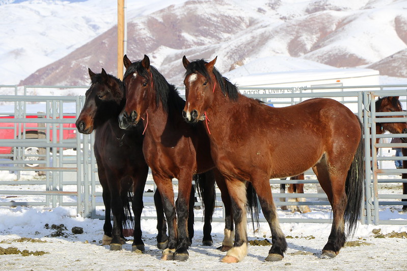 Challis wild horses are popular with adopters