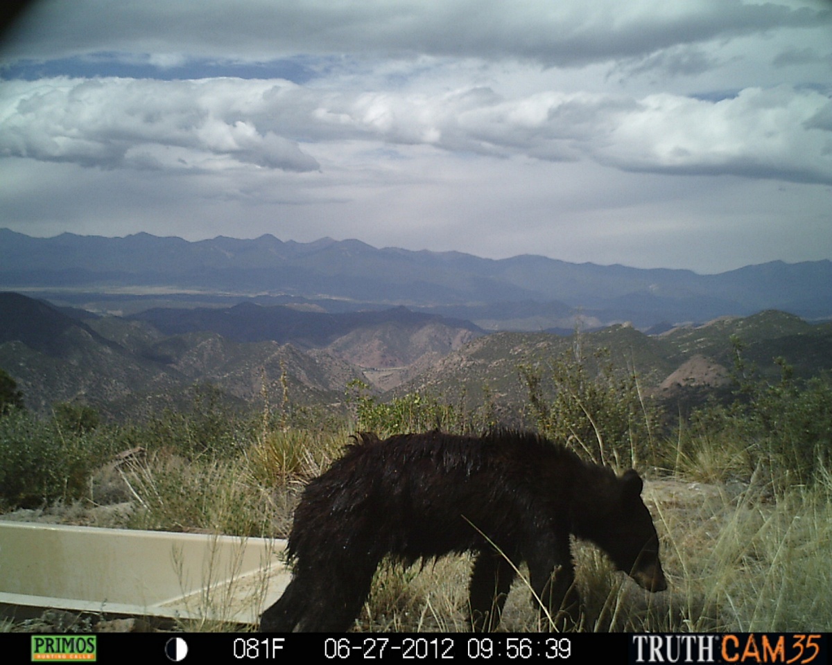 A bear walks away from a water guzzler with the mountains in the background. BLM Colorado photo.