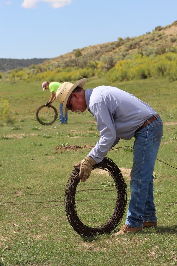 Piceance Mustangs has removed more than 0.75 miles of old barbed wire fencing from the Piceance-East Douglas Herd Management Area. (Photo courtesy of Piceance Mustangs)