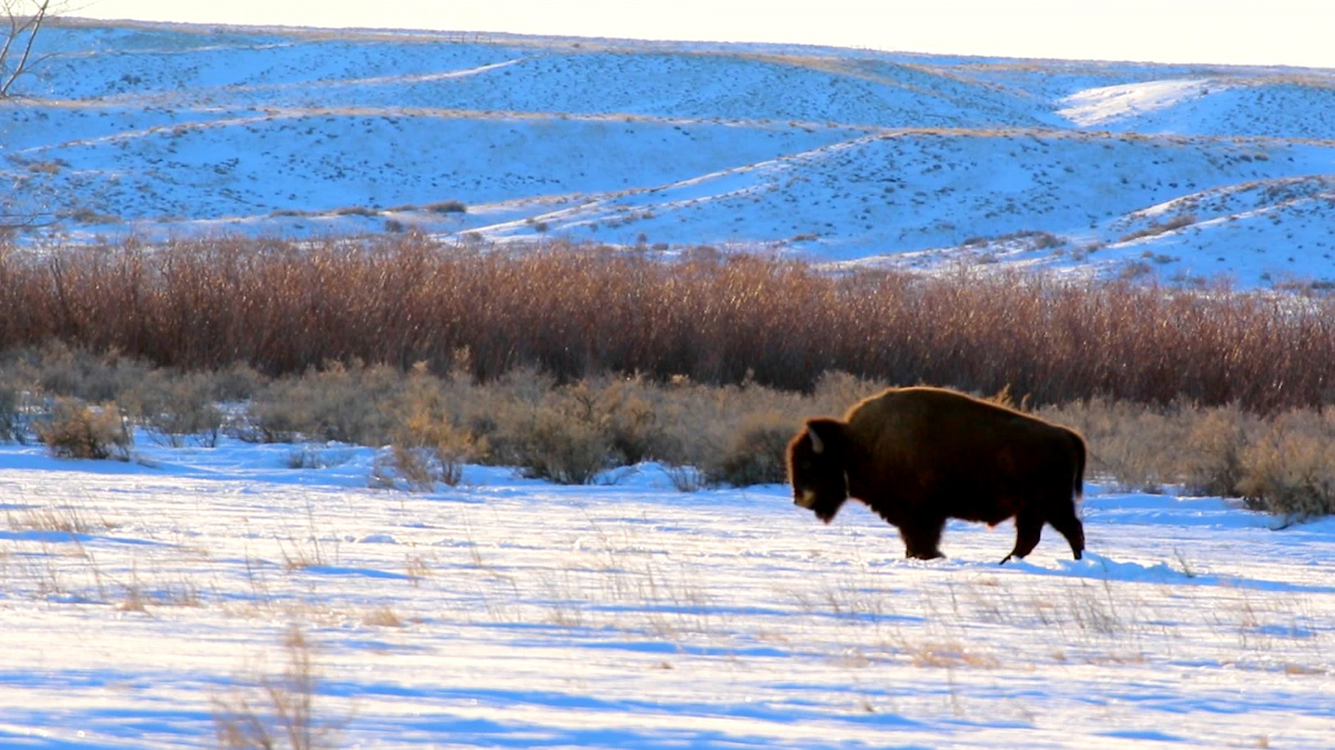 Bison