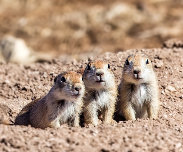 Black-Tailed Prairie Dogs at Las Cienegas, Arizona