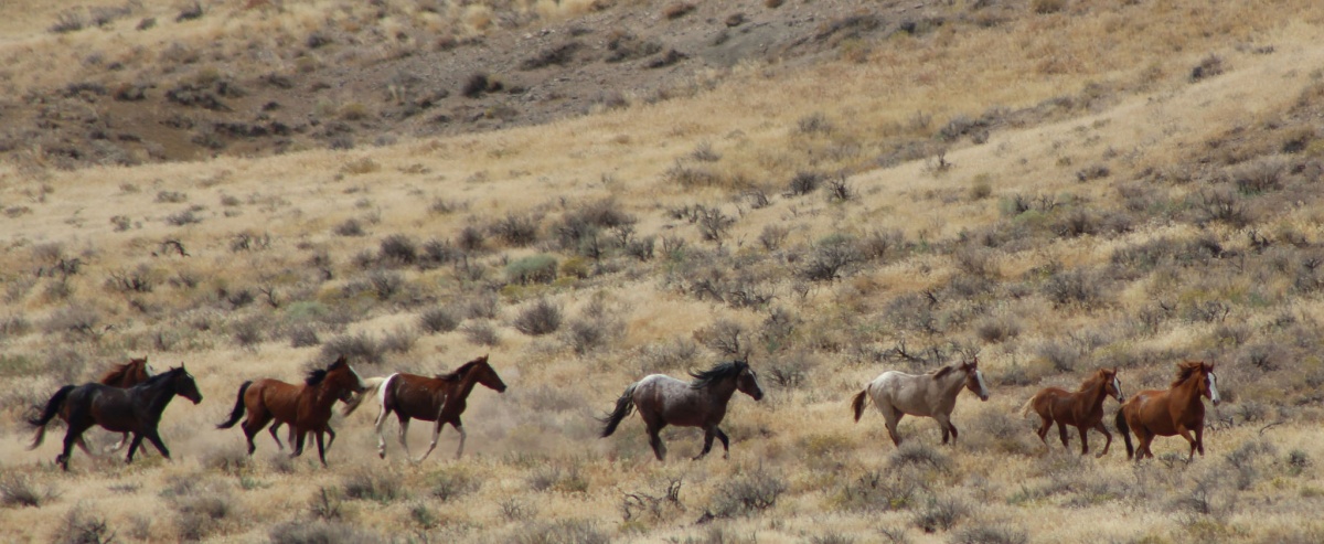 Black Mountain HMA Wild Horses