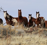 Wild horses on the range. 