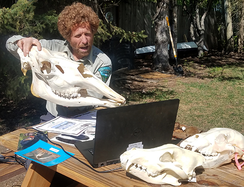 CCSC instructor doing Alaska Animal program virtually using a laptop and skull props.