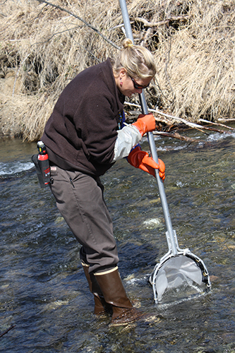 CCSC staff conducting bio assessment of Campbell Creek