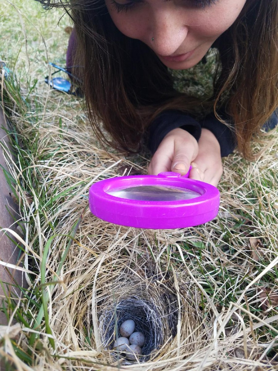 Girl takes closer look at eggs in bird nest with magnifying glass