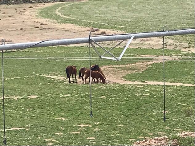 Wild horses graze on private property near Caliente, Nevada. 
