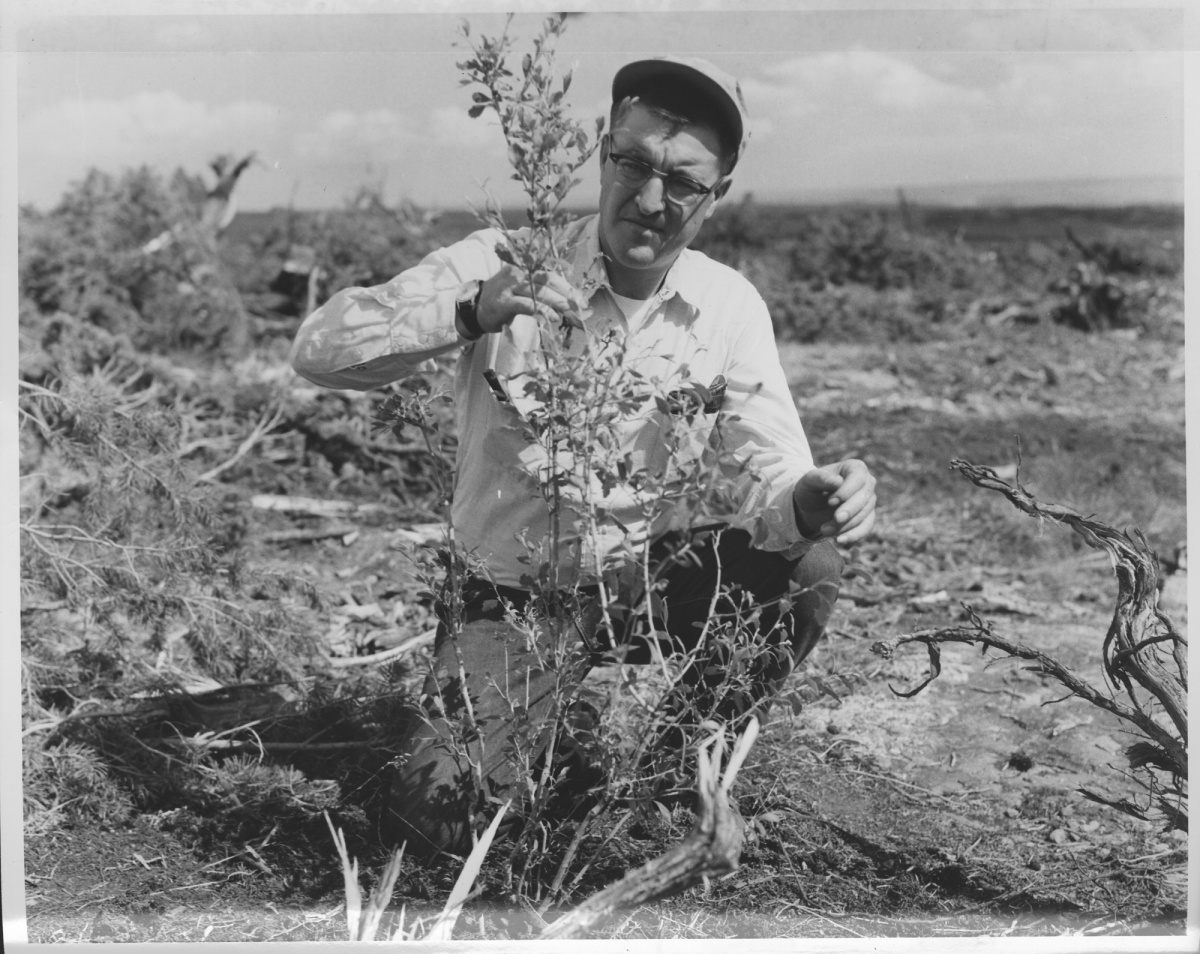 A BLM range conservationist examines a mahogany near Canon City, Colorado in 1958.