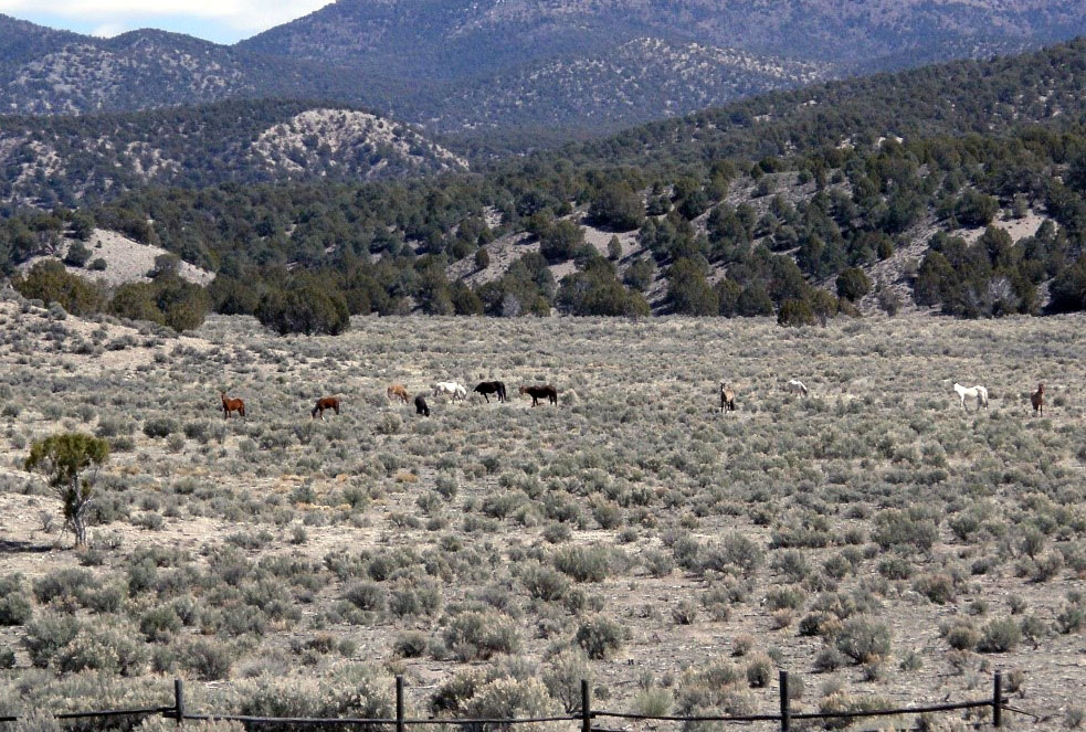 Wild horses graze.