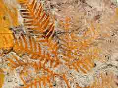 Fern fossil