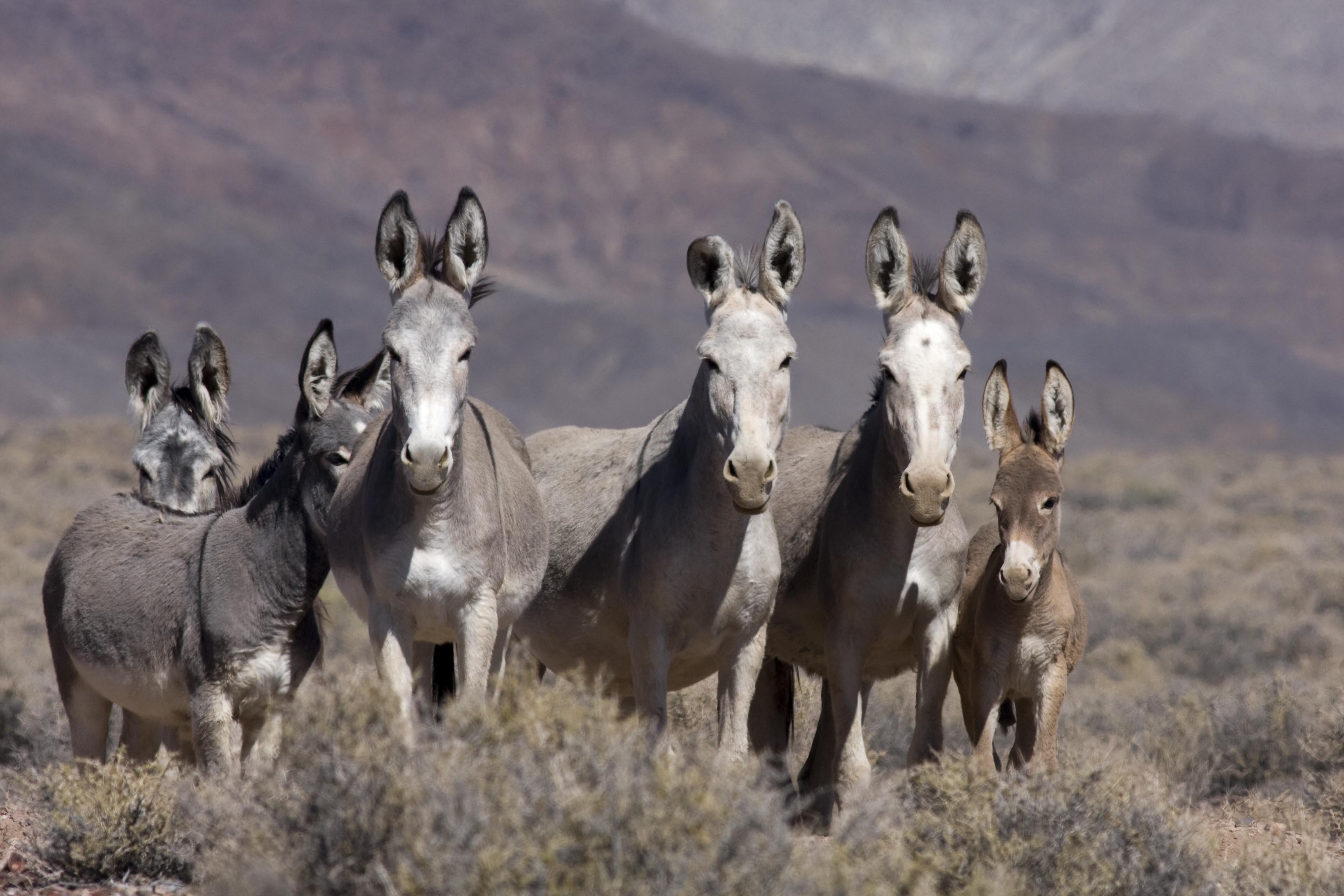 Six burros on the range