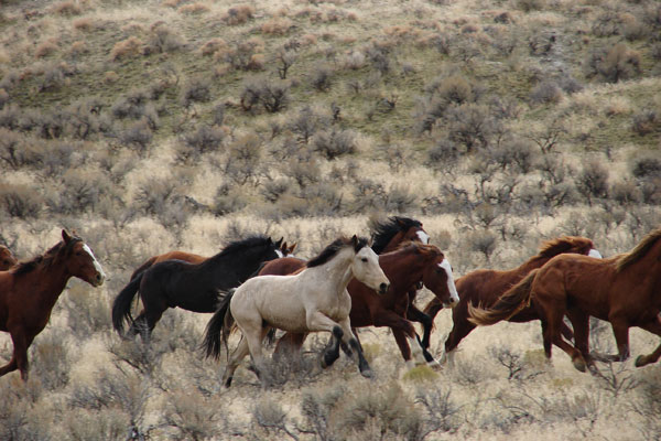 Horses running on a plain. 