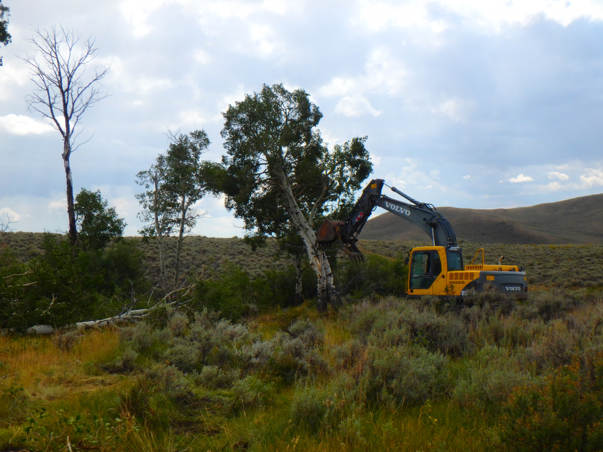pushing over dying aspen with excavator