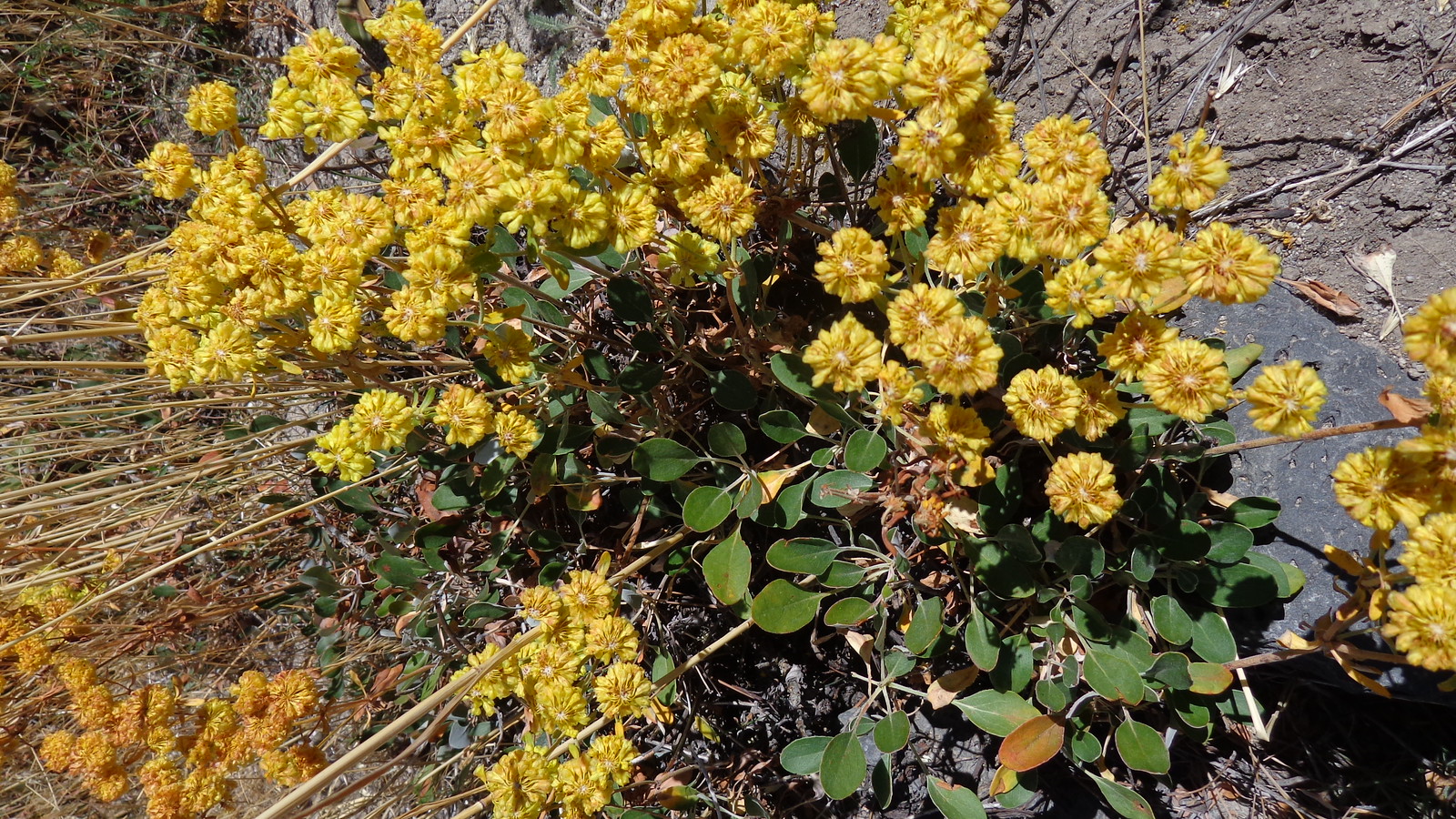 Sulphur buckwheat (Eriogonum umbellatum)