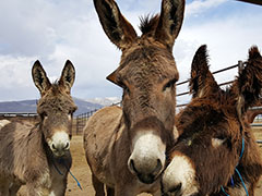 Group of wild burros in holding pen. 