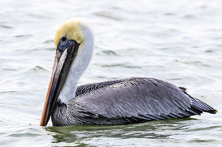 Pelican at Jupiter Inlet Lighthouse Outstanding Natural Area.