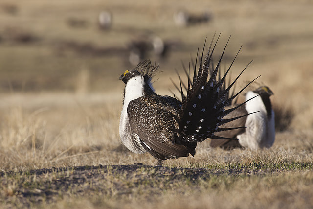 A male sage grouse with fanned tail feathers in a prairie setting.