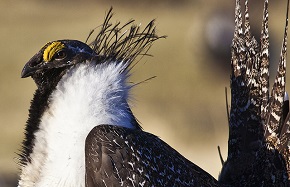 Close-up side profile of a Greater Sage-grouse head showing white, brown, and yellow plumage.