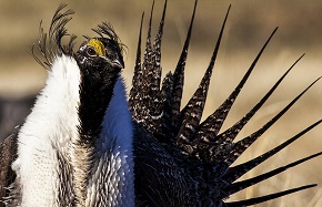 Close up of a front-facing Greater Sage-grouse showing white and brown plumage and fanned tail feathers.