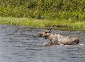 A moose walking into a river, in water deep enough to cover its legs.