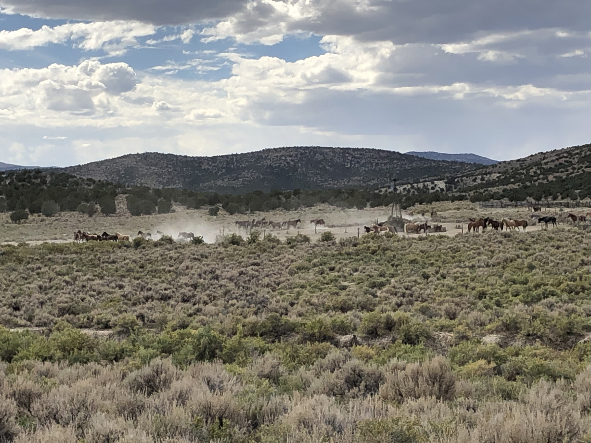 Wild horses attempt to drink at Deadman Well in the Jacks Wash Herd Area.