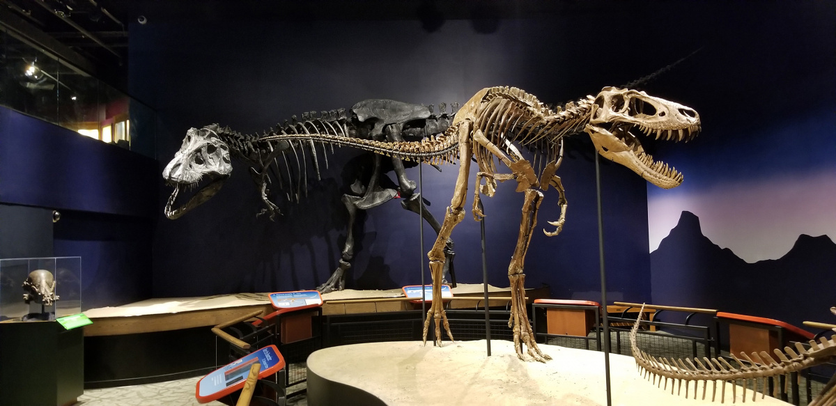 Dino Exhibit 
