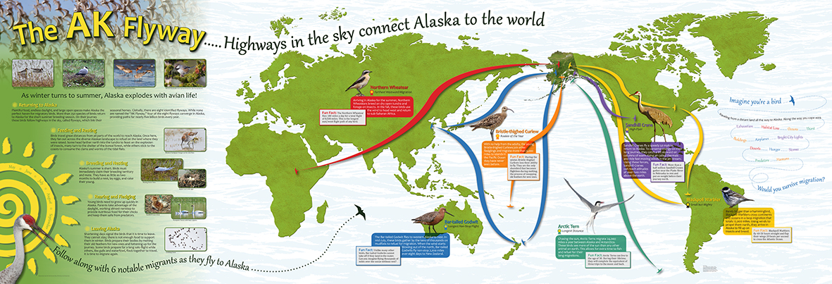 Alaska Flyway exhibit map wall
