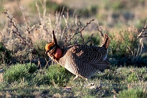 A Lesser Prairie-Chicken walking through a green, shrubby area. Lesser Prairie Chicken Area of Critical Environmental Concern, New Mexico