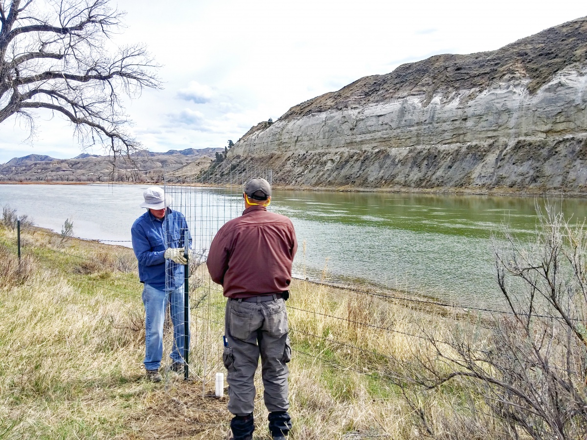 Volunteers plant cottonwoods