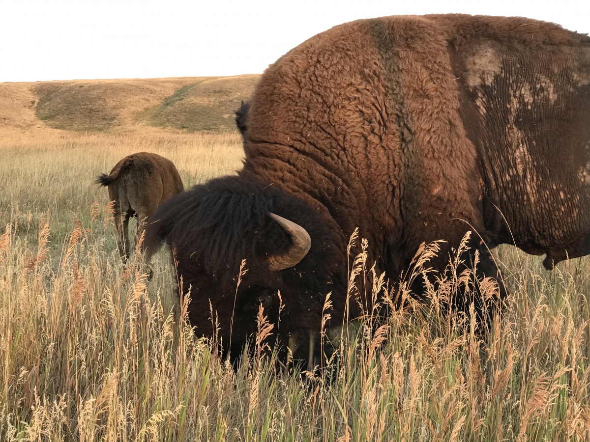 Bison in North Central Montana by Jonathan Moor