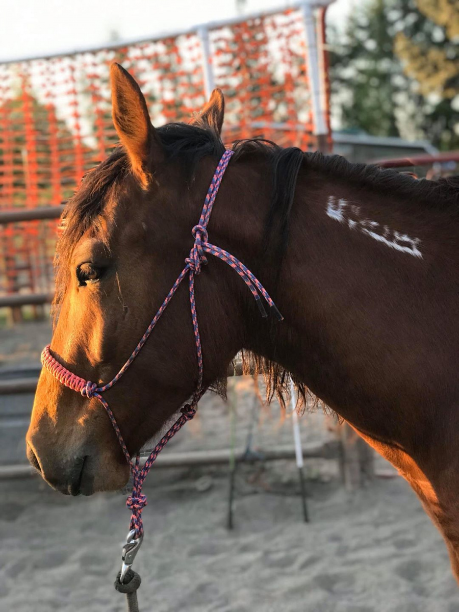 Brown horse with halter. 