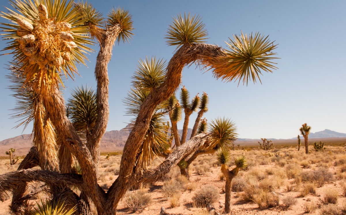 Joshua trees in the Mojave desert