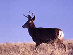 Mule deer